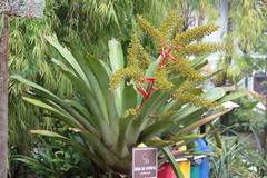 Aechmea ramosa
