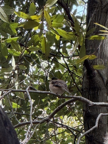 Dark-eyed Junco