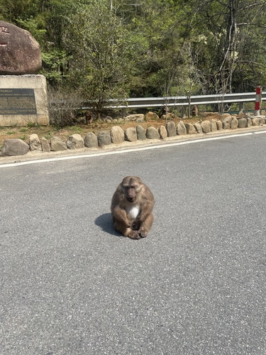 チベットマカク