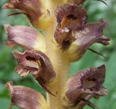 Orobanche ebuli