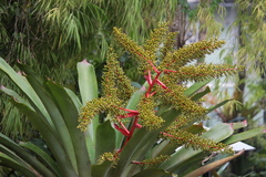 Aechmea ramosa