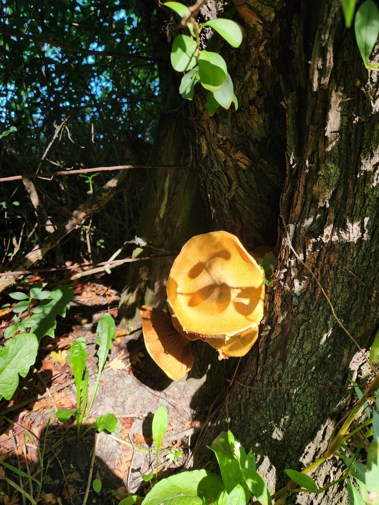 Gymnopilus junonius · April 2025 · photo: © squidney8 (iNaturalist, cc0)