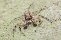 Phaeacius malayensis