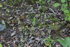Euphrasia wettsteinii