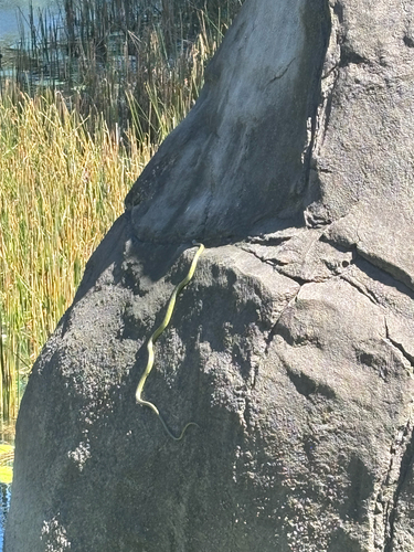 Common Tree Snake sighting