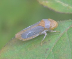 Oncometopia hamiltoni