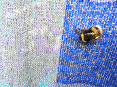 Bombus lucorum