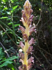 Orobanche ebuli