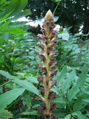 Orobanche ebuli