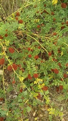 Glycyrrhiza echinata