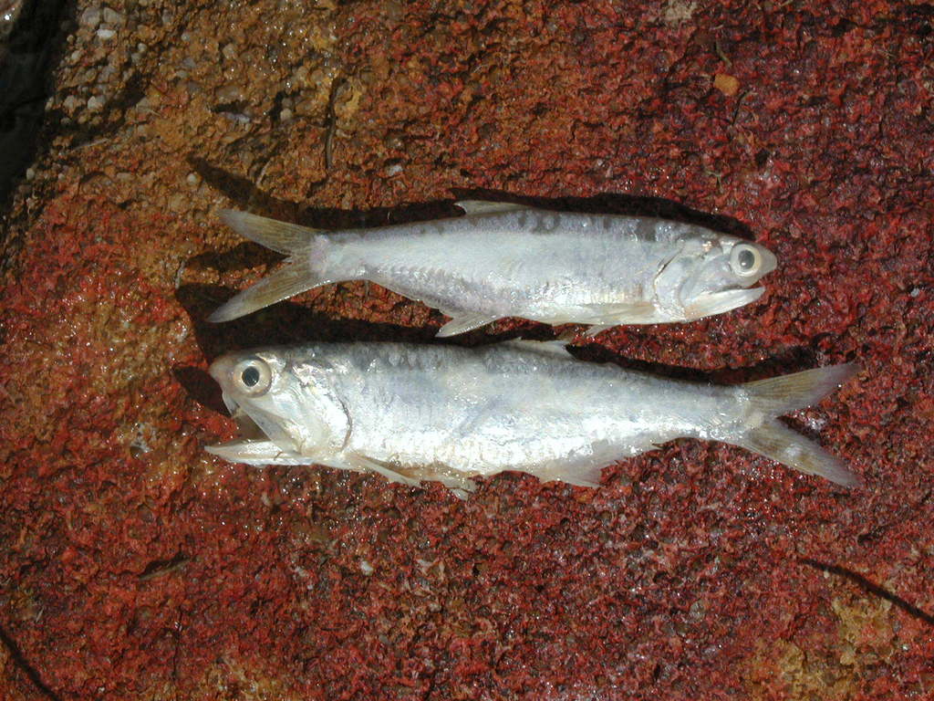 Key Anchovy