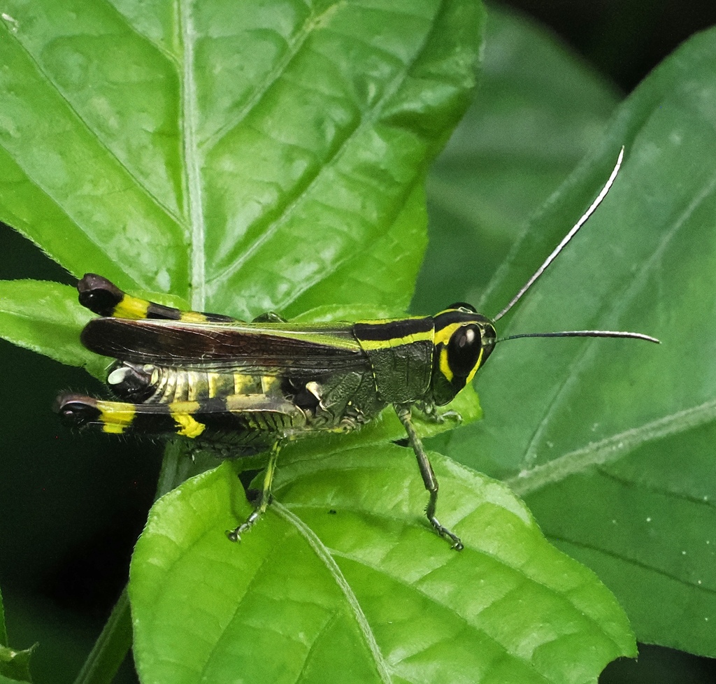Heteracris prasinata