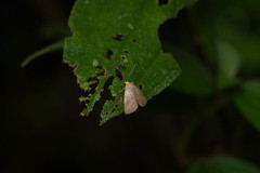 Rivula inconspicua