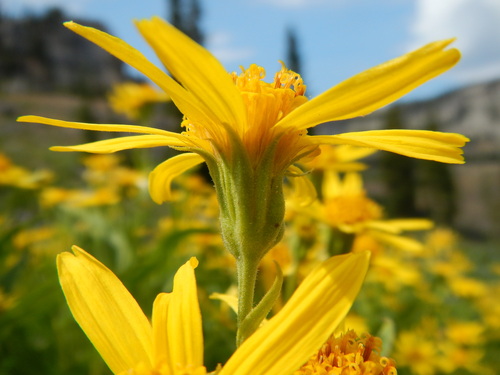 spearleaf arnica (Arnica longifolia)