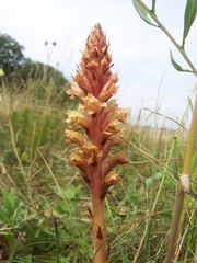 Orobanche kochii