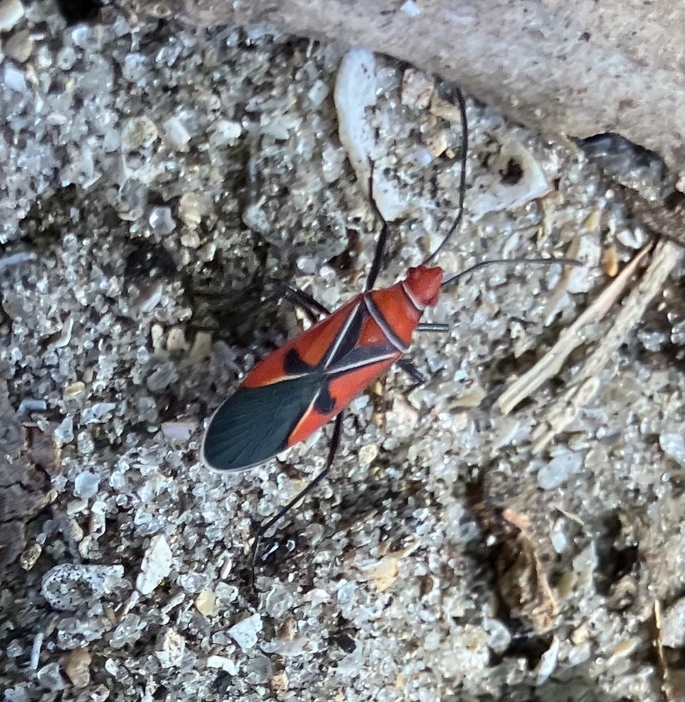 St. Andrew's Cotton Stainer