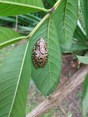 Hyperolius riggenbachi