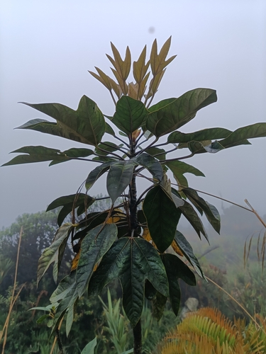 Oreopanax bogotensis, photograph 3