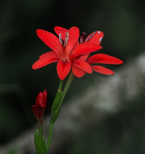 Freesia grandiflora (Baker) Klatt