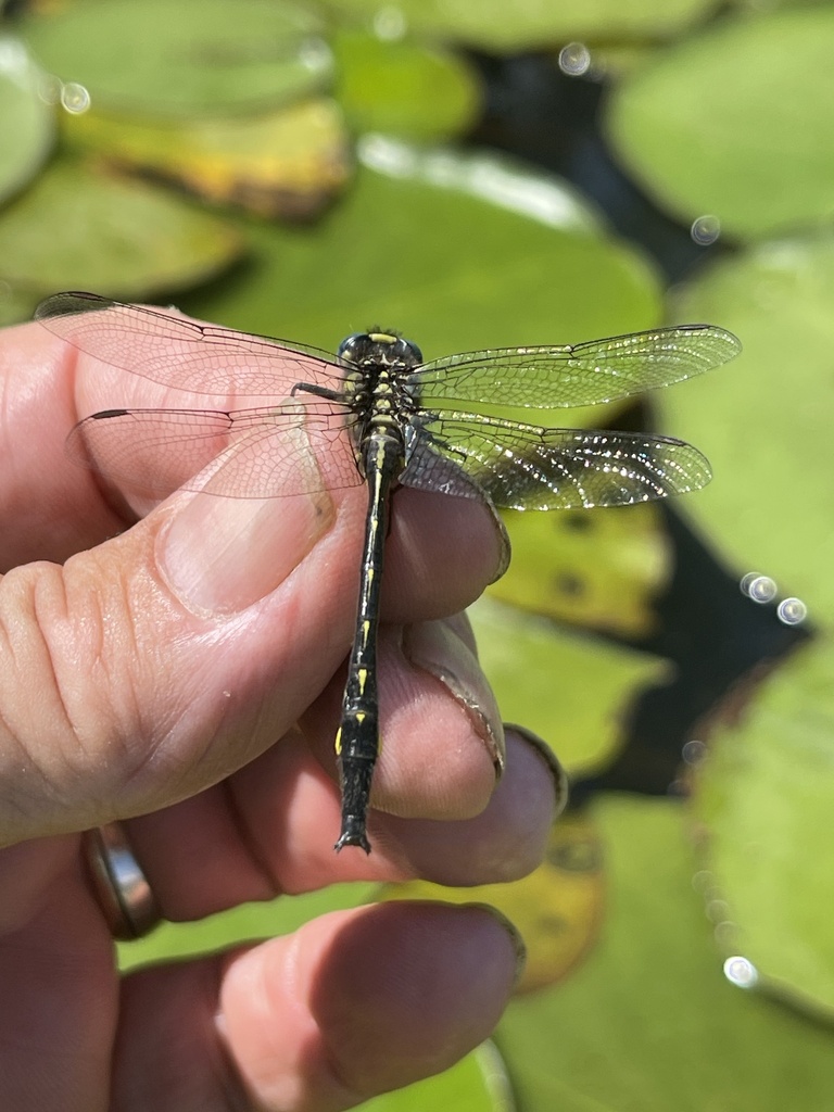 Clearlake Clubtail