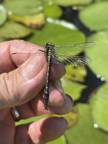 Clearlake Clubtail