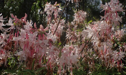 Image of Rhododendron canescens by (c) mfeaver, some rights reserved (CC BY)