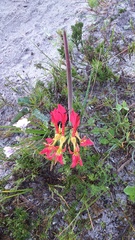 Babiana ringens australis