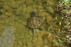 Chelydra rossignonii