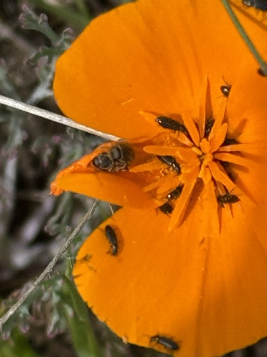 iNaturalist observation photo of Beetles