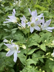 Campanula lactiflora