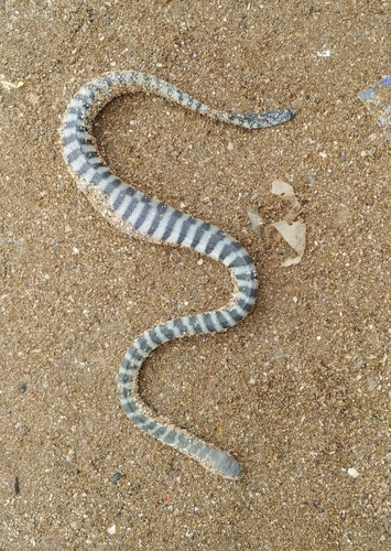 Common or beaked seasnake, Hydrophis schistosus