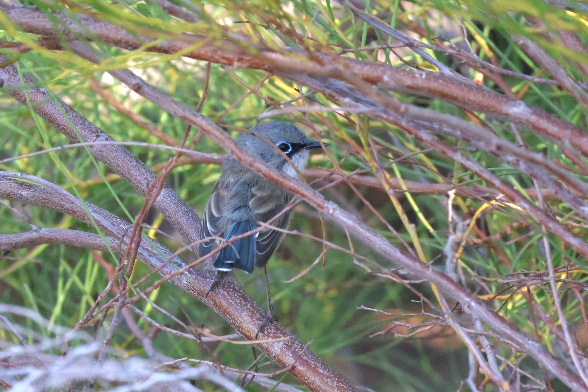 Blue-breasted Fairywren (Malurus pulcherrimus), photo 5