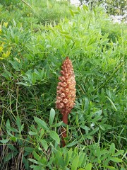 Orobanche laserpitii-sileris