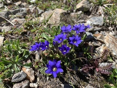 Gentiana dshimilensis