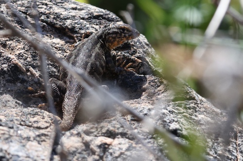 iNaturalist observation photo of Western Side-blotched Lizard