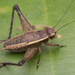 Eneopterinae - Photo (c) budak,  זכויות יוצרים חלקיות (CC BY-NC), הועלה על ידי budak