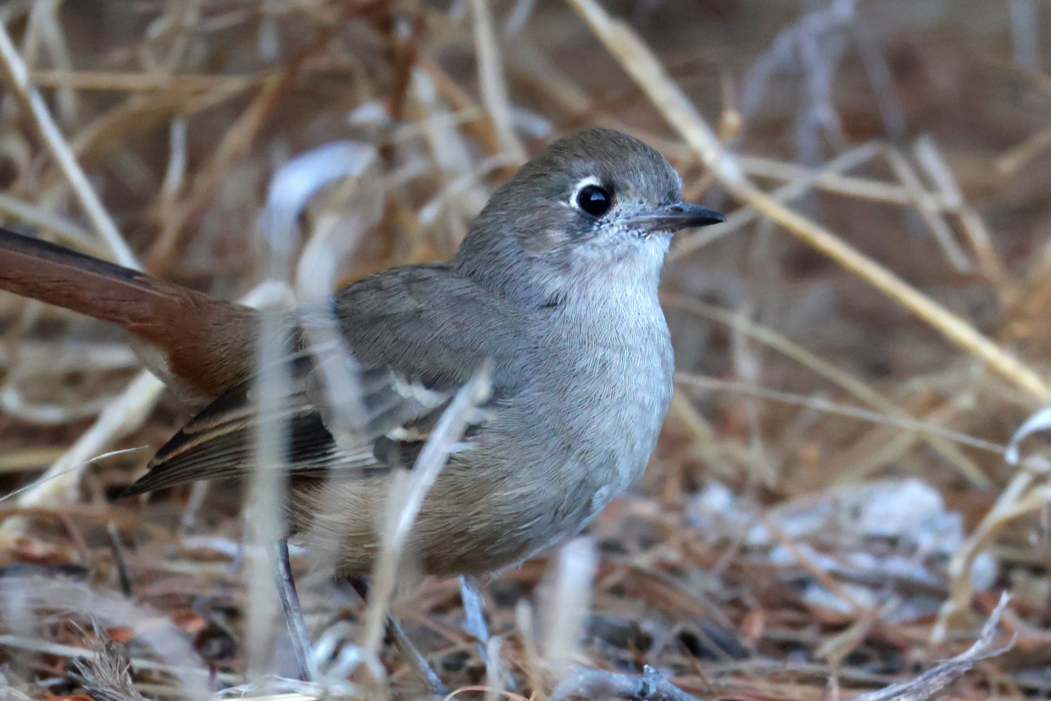 Southern Scrub Robin (Drymodes brunneopygia), photo 8