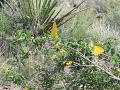 Ibervillea tenuisecta