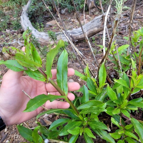 santa cruz mountains beardtongue (Penstemon rattanii)