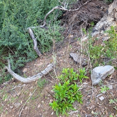 Penstemon rattanii, photograph (c) Konshau Duman, some rights reserved (CC BY)