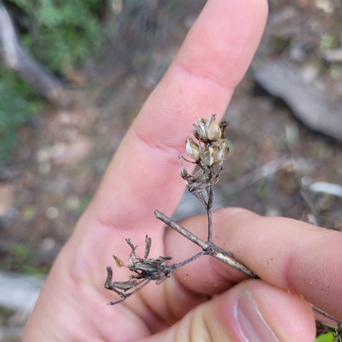 Penstemon rattanii, photograph 6