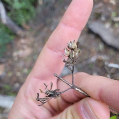 Penstemon rattanii, photograph (c) Konshau Duman, some rights reserved (CC BY)