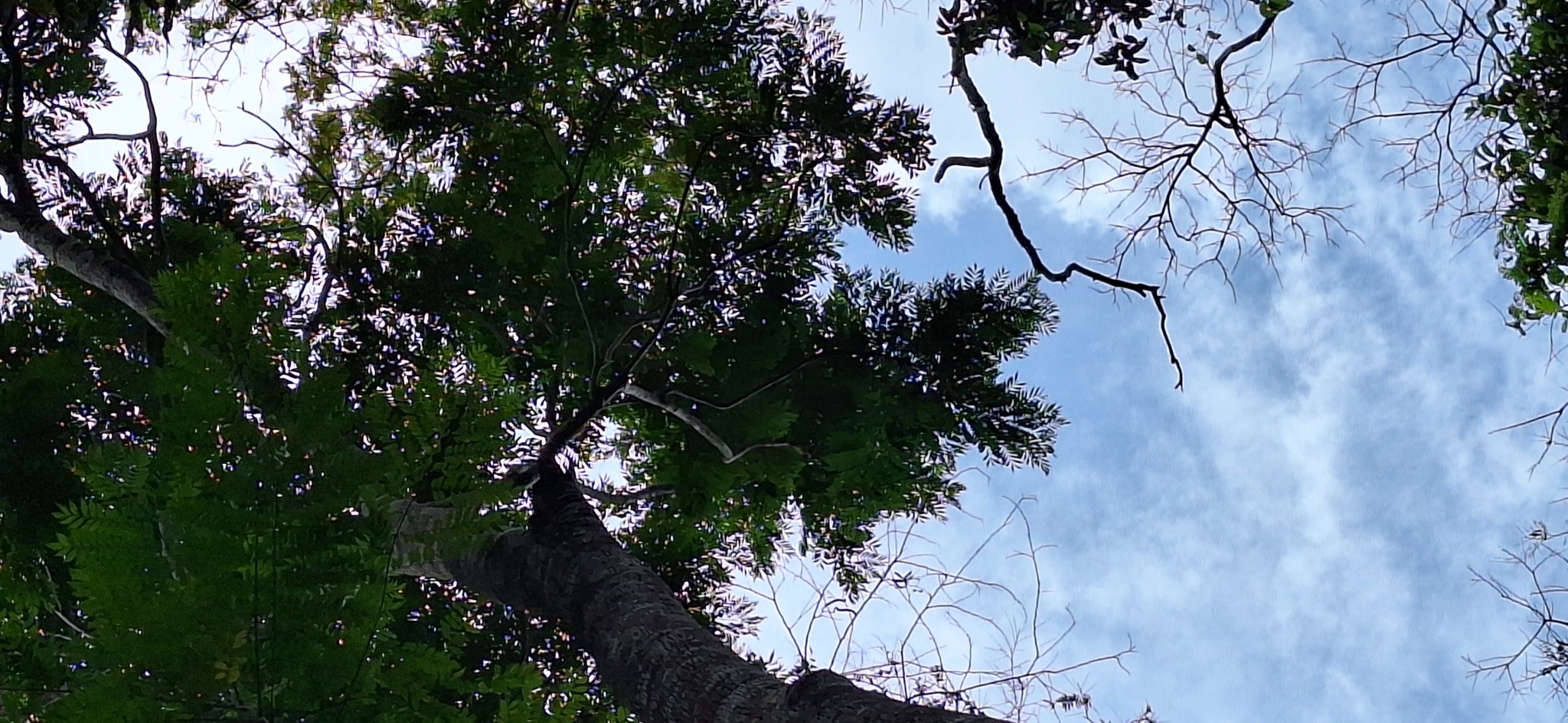 Imagem de Caroba-roxa