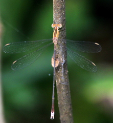 Lestes viridulus