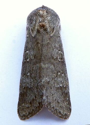 Roland's Sallow photo 5