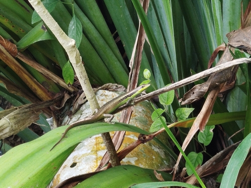 Emoia cyanogaster observed 2025-03-15