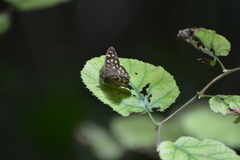 Pararge aegeria tircis