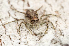 Phaeacius malayensis