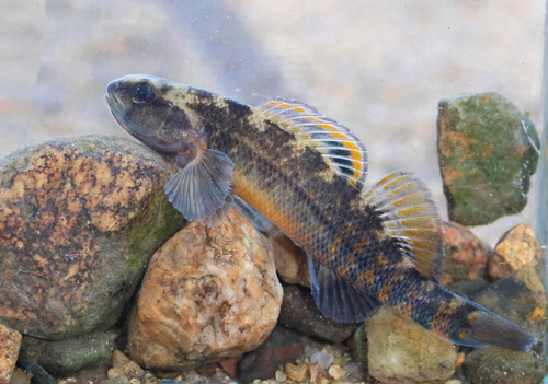 Mud darter (Etheostoma asprigene) — Percidae — 5