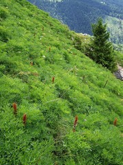 Orobanche laserpitii-sileris
